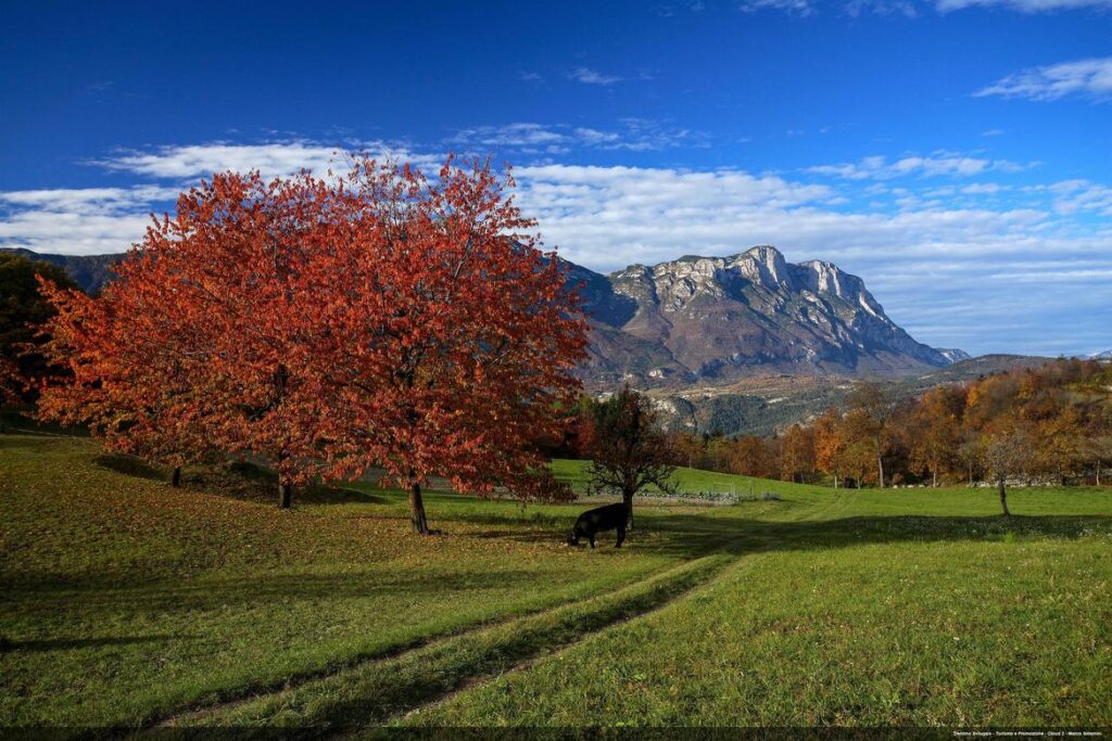 agricoltura, autunno, prato, pascolo, albero pianta di ciliegio presso il paese di Sopramonte, colori autunnali