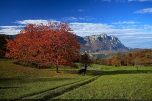 agricoltura, autunno, prato, pascolo, albero pianta di ciliegio presso il paese di Sopramonte, colori autunnali