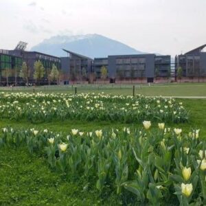 La fioritura dei tulipani